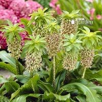 Pack of 3 Pineapple Lily bulbs (Eucomis bicolour)