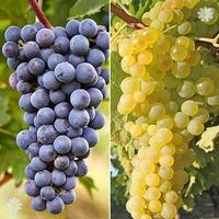 Pair Grapevines 1L - \'Supaga\' and \'Zilga\'