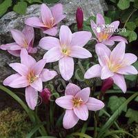 Pack of 25 Pink Fairy Lily bulbs (Zephyranthes)