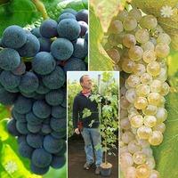 pair of grapes boskoop phoenix 18m