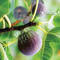 Pair of Fig Brown Turkey plants in 9cm pot