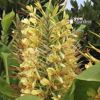 Pair of Hardy Ginger Tubers (Hedychium)