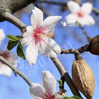 Patio Almond Garden Prince tree