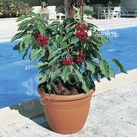Patio Cherry \'Garden Bing\' bare root
