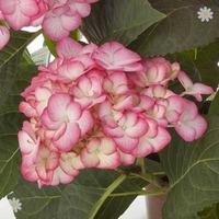Pair Hydrangea \'Swinging Sixties\' (Grafin Cosel) garden ready