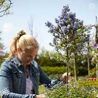 Pair Ceanothus (Californian LIlac) Standard Hardy Trees 90-100cm