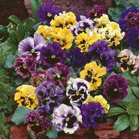 pansy frizzle sizzle mixed 40 maxiplugs