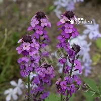 Pack of 3 Hardy Wallflower Erysimum \'Bowles Mauve\'