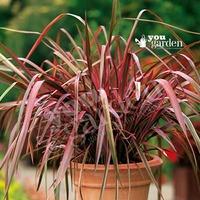 Pack of 3 Hardy Phormium plants 50cm+ tall in 3 colours