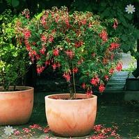 Pair of Standard Fuchsia trees 1M