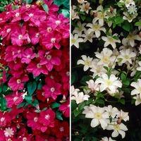 Pair of Boulevard Patio Clematis plants 2L pot 50cm tripod - red & white