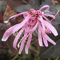 Pair of Chinese Witch Hazel \'Black Pearl\' plants in 1L pot