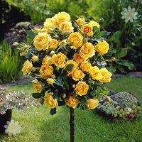 Pair of Patio Standard Roses - Yellow
