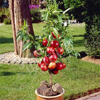 Patio Nectarine Garden Beauty bare root