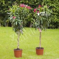 Pair of Plaited Stem 1M Pink Oleander standard trees