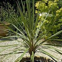 Pair of Cordyline australis 1M tall plants