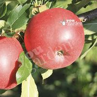 Patio Apple Sun Red bare root ree