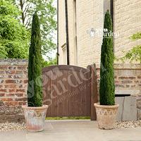 Pair of Italian Cypress trees 80-100cm tall