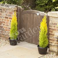 pair of golden cypress trees 80cm