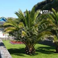 pair of hardy canary island date palm trees 80 100cm tall