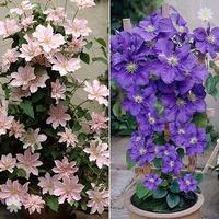 Pair of Boulevard Patio Clematis 2L tripod - Blue & Pink