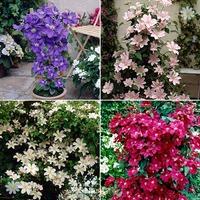 Pair Boulevard Patio Clematis - mixed colours