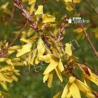 Patio Dwarf Forsythia \'Maree d\'Or\' plant in 9cm pot