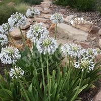 Pair of Agapanthus \'Queen Mum\' plants