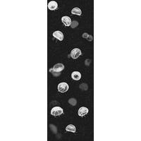 Paper Moon Wallpapers Jellyfish, 5800012