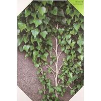 pacific lifestyle ivy vine and leaves canvas wall art