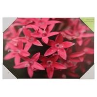 Pacific Lifestyle Pink Star Flower Canvas Wall Art