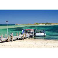 Penguin Island and Caversham Wildlife Park Day Trip From Perth