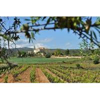 Penedes Region Wine and Food Tour with Transport from Barcelona