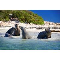 Penguin Island Tour with Dolphin and Sea Lion Cruise
