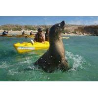 Penguin and Seal Island Kayak Tour