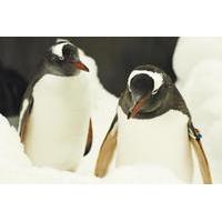 penguin passport at sea life melbourne aquarium