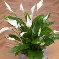 Peace Lily in Mini Crate