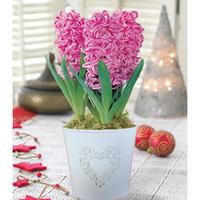 Pearl Hyacinths - Gift - 1 x Hyacinth \'Pink Pearl\'