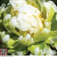 Peony \'Green Halo\' - 2 bare root peony plants