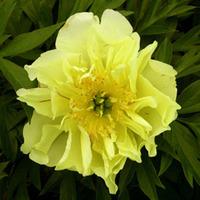 Peony \'Yellow Waterlilly\' (Large Plant) - 1 x 10 litre potted paeonia plant