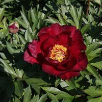 Peony \'Scarlet Heaven\' (Large Plant) - 1 x 10 litre potted paeonia plant