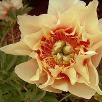 Peony \'Prairie Charm\' (Large Plant) - 1 x 10 litre potted paeonia plant