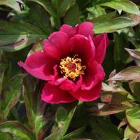 Peony \'Pink Ardour\' (Large Plant) - 1 x 3.6 litre potted paeonia plant