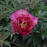 Peony \'Hillary\' (Large Plant) - 1 x 10 litre potted paeonia plant
