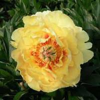 Peony \'Garden Treasure\' (Large Plant) - 1 x 10 litre potted paeonia plant