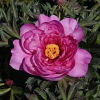 Peony \'First Arrival\' (Large Plant) - 1 x 3.6 litre potted paeonia plant