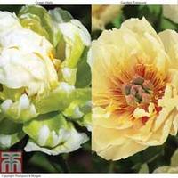 peony duo collection 2 bare root peony plants 1 of each variety