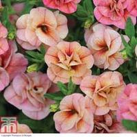 Petunia \'Mini Rosebud Romantic Peachy\' (Mini Petunia) - 10 petunia Postiplug plants