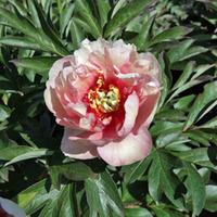 Peony \'Canary Brilliants\' (Large Plant) - 1 x 18 litre potted paeonia plant