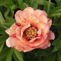 Peony \'Callies Memory\' (Large Plant) - 1 x 10 litre potted paeonia plant